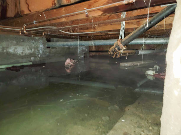 Best Sewage cleanup and water damage restoration  in University City, MO