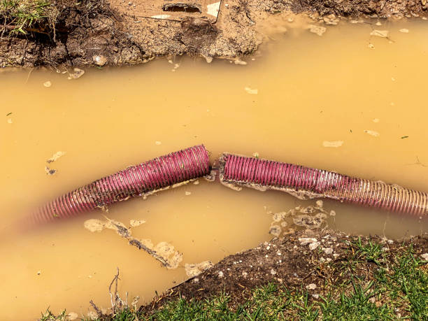 Best Flood restoration services  in University City, MO